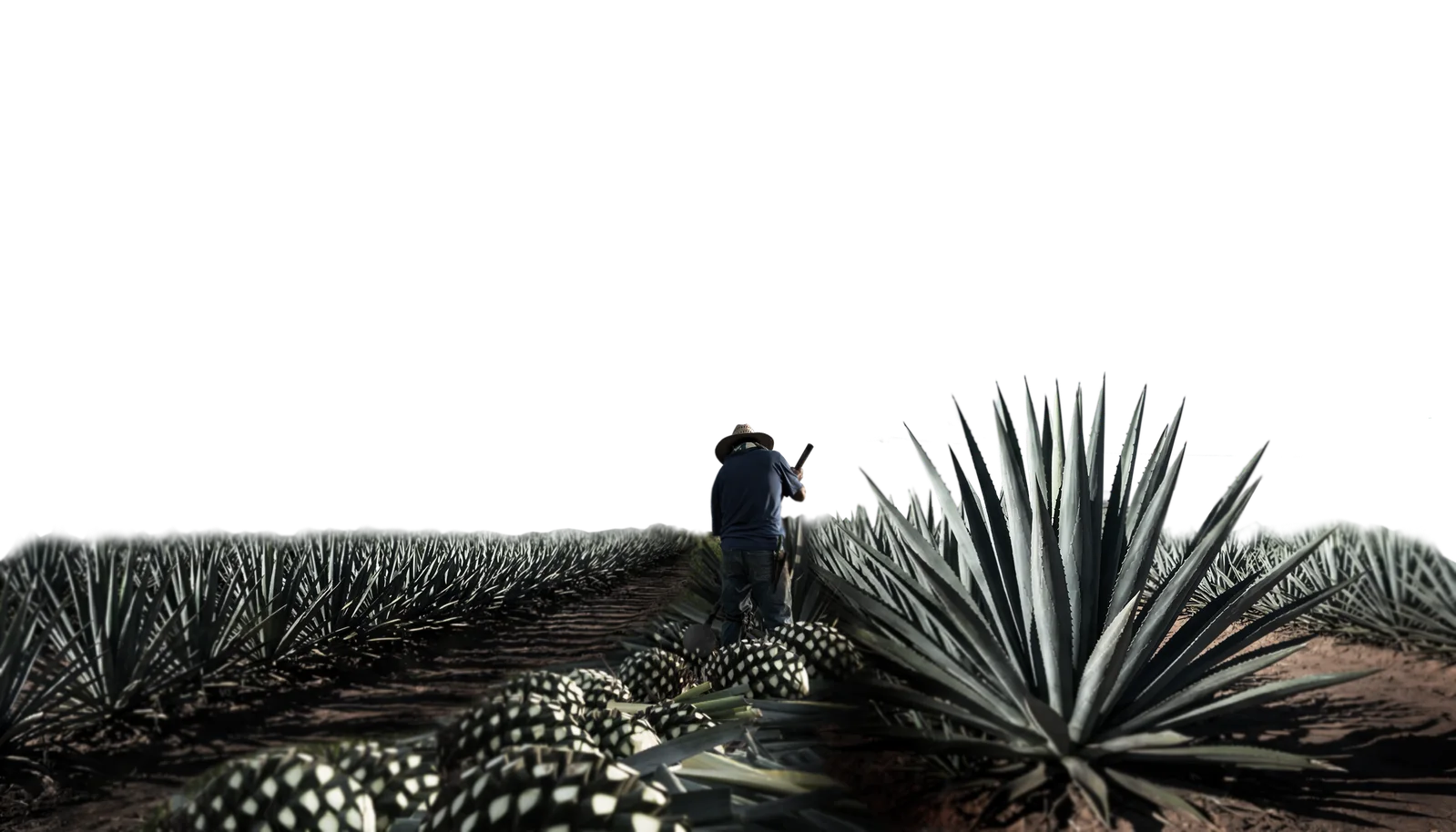 Blue agave field for 100% agave Tequila Imperio Real