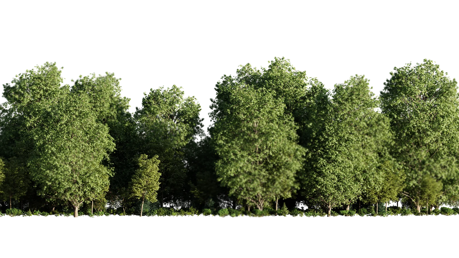 Tree layer for Imperio Real Reposado Jalisco tequila scene